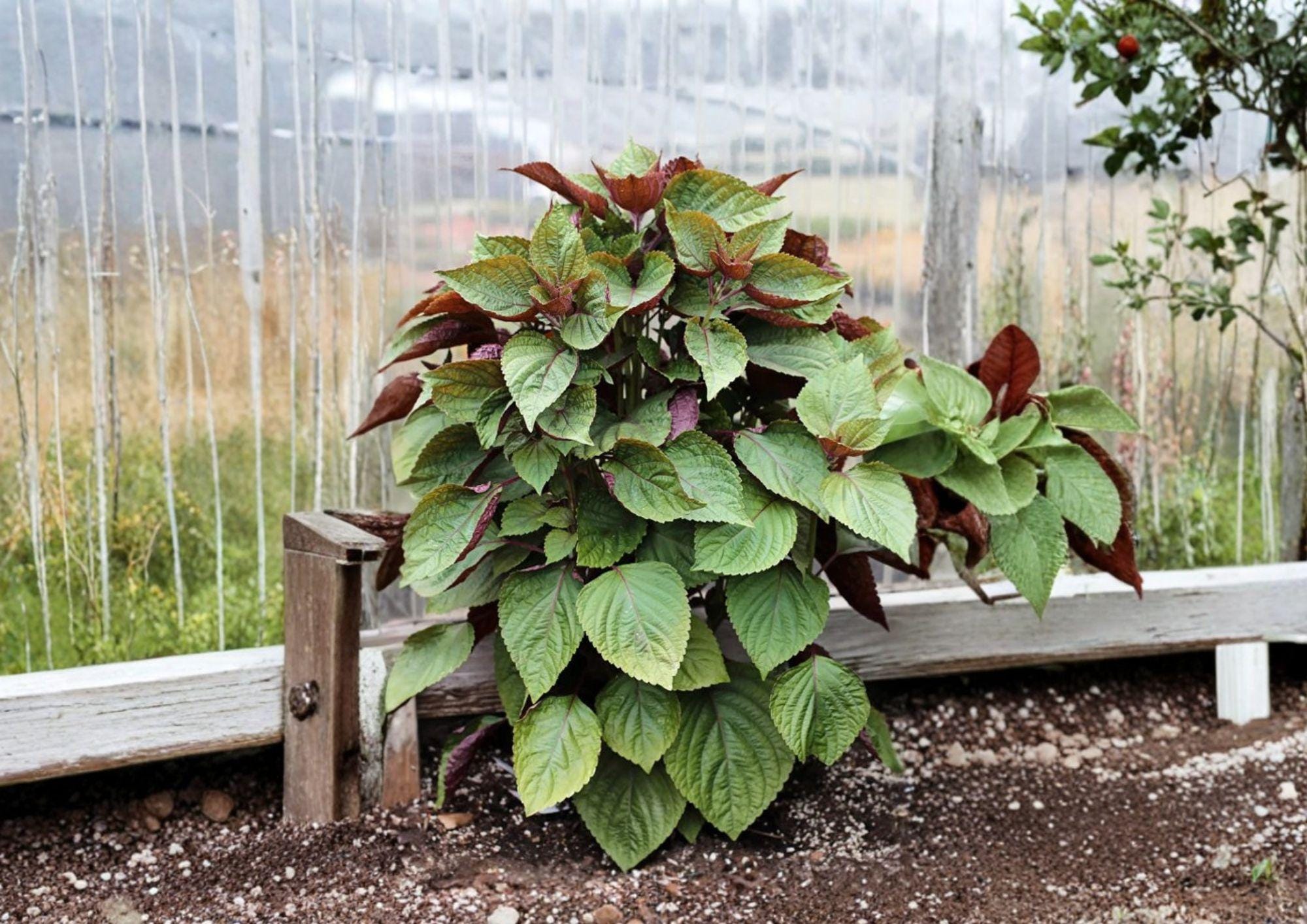 Red Perilla Shiso Seeds – 500 Heirloom Korean Herb Seeds for Asian Culinary Garden, Jeok Ssam Ip, Aromatic, Container Friendly