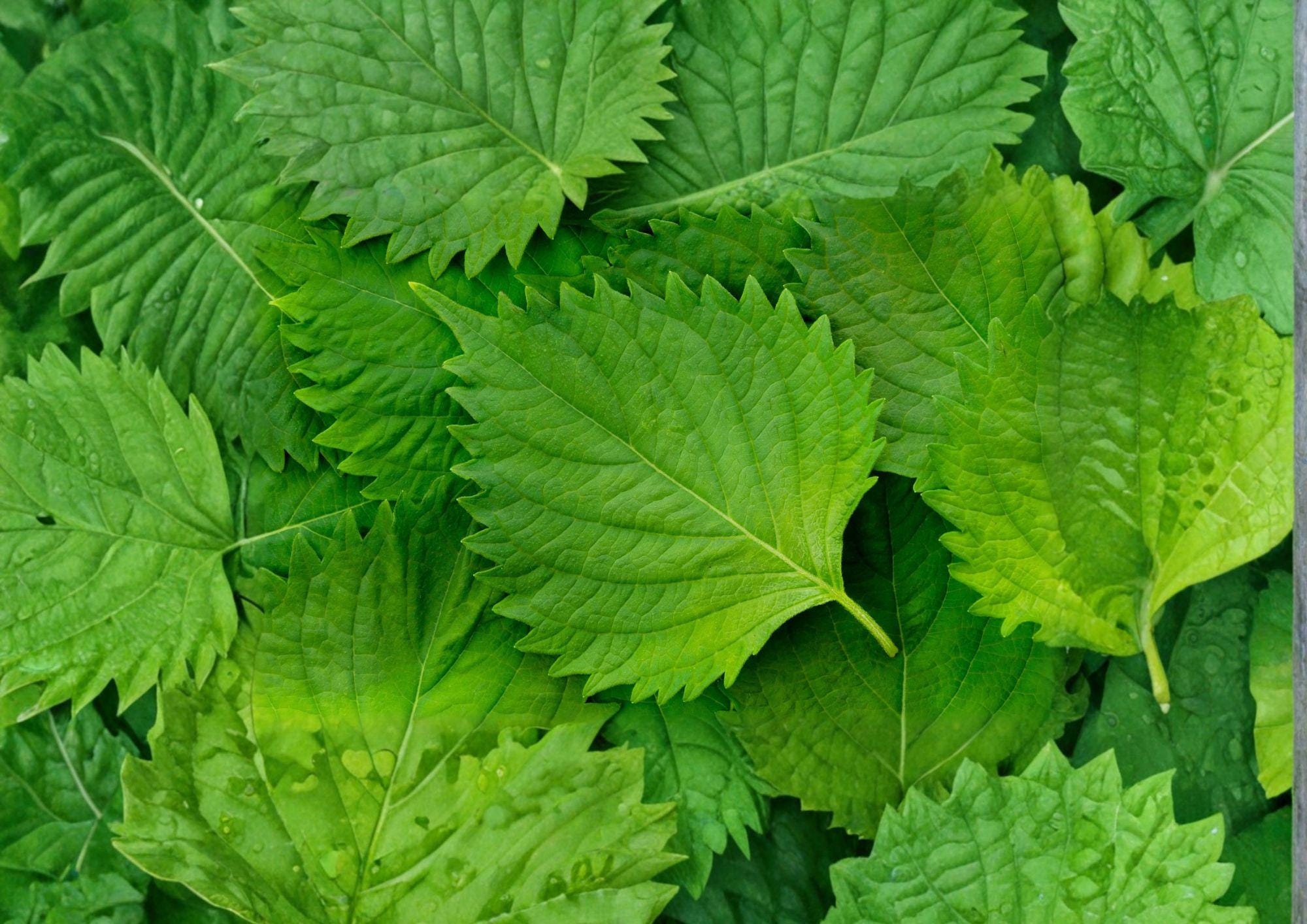 Korean Perilla Shiso Seeds – 500 Heirloom Herb Seeds for Asian Cuisine, Aromatic Green Perilla, Culinary Garden Plant