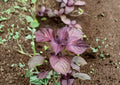 Red Aka Shiso Perilla Seeds – Heirloom Asian Culinary Herb for Sushi, Salads & Pickling, Vibrant Purple-Red Leaves, 100 Seeds