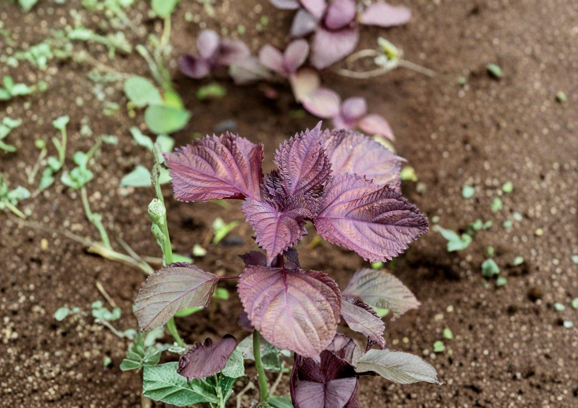Red Aka Shiso Perilla Seeds – Heirloom Asian Culinary Herb for Sushi, Salads & Pickling, Vibrant Purple-Red Leaves, 100 Seeds