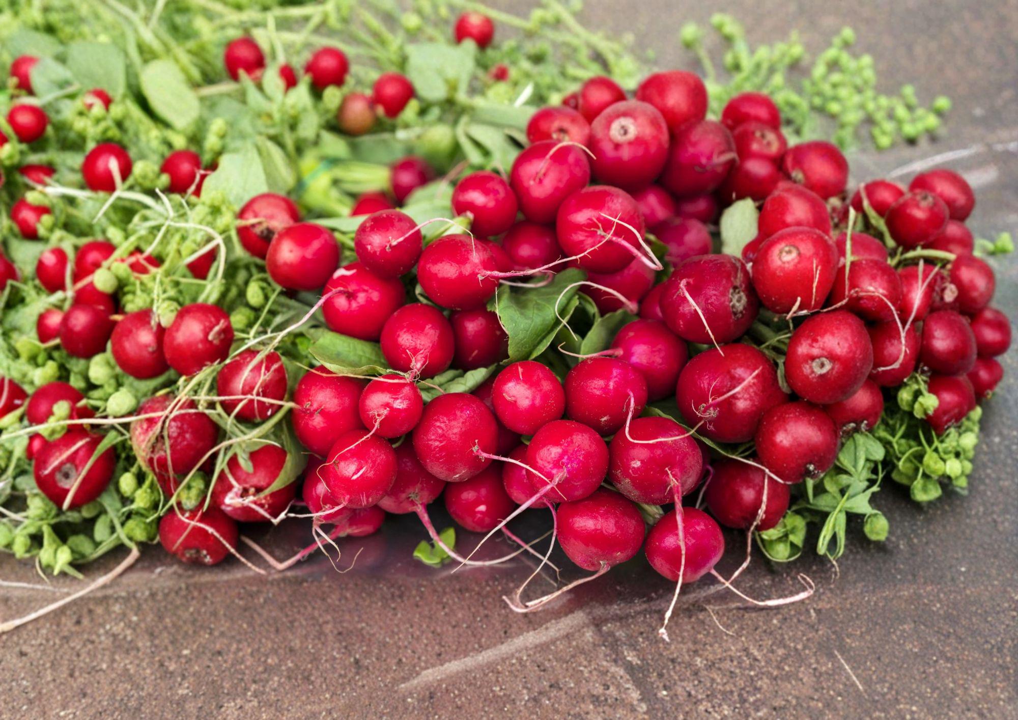 Heirloom Cherry Belle Radish Seeds – 100 Fast Growing Root Vegetable Seeds for Salad Garnishes and Container Gardening