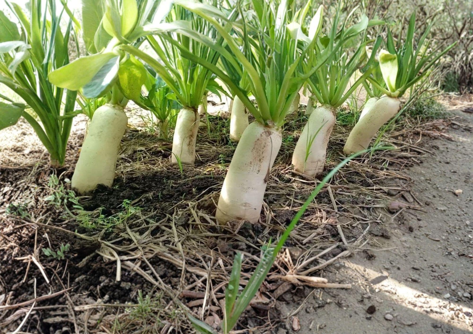 Minowase Daikon Radish Seeds – Heirloom Long White Root Vegetable for Cool Season Gardens, 100 Seeds