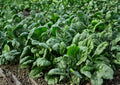 Bloomsdale Spinach Seeds – Heirloom Leafy Greens for Cool Season Gardens – 100 Seeds