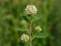 Lespedeza capitata Seeds – Native Prairie Legume for Pollinator Gardens & Soil Improvement – White Flowering Perennial