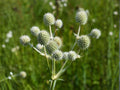 Eryngium yuccifolium Seeds – Rattlesnake Master Native Prairie Perennial for Pollinator Gardens & Xeriscape