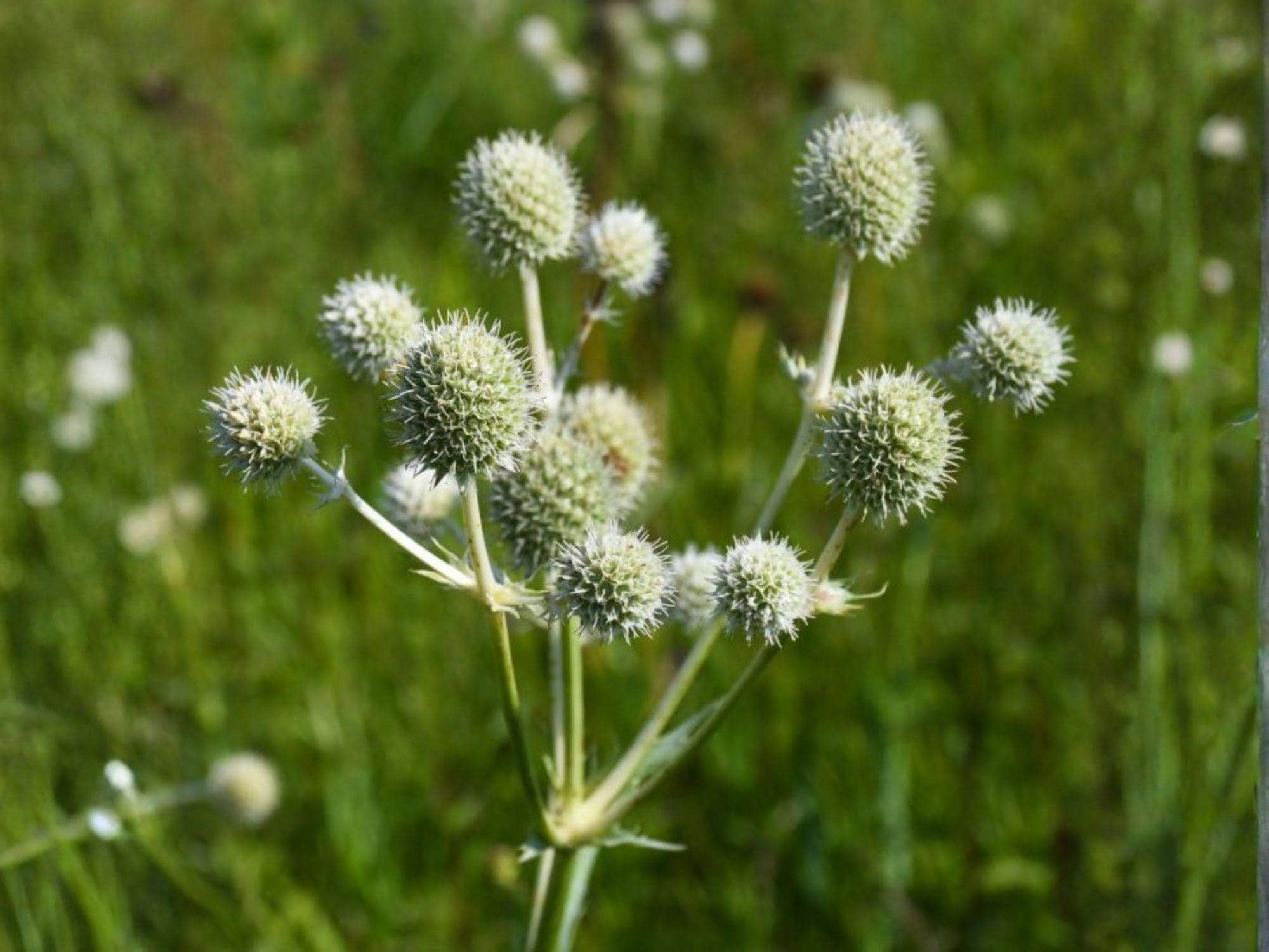 Eryngium yuccifolium Seeds – Rattlesnake Master Native Prairie Perennial for Pollinator Gardens & Xeriscape