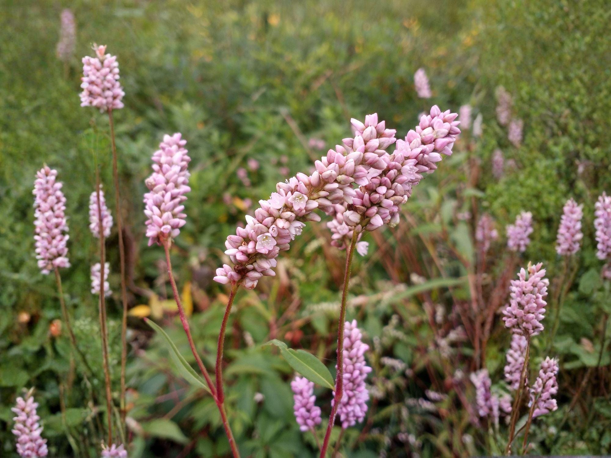 Persicaria pensylvanica Seeds – Pink Smartweed Native Wildflower for Pollinator Gardens & Rain Gardens