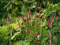 Persicaria virginiana Seeds – Woodland Knotweed Native Perennial for Shade Gardens, Wildflower, Pollinator Attractant