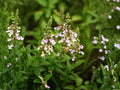 Teucrium Canadense Seeds – Native American Germander Perennial – Pink Purple Pollinator Plant – Wildflower for Native Gardens
