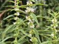 Lycopus americanus Seeds – Native American Bugleweed Water Horehound for Wetlands, Rain Gardens & Pollinator Habitat — 500 Seeds