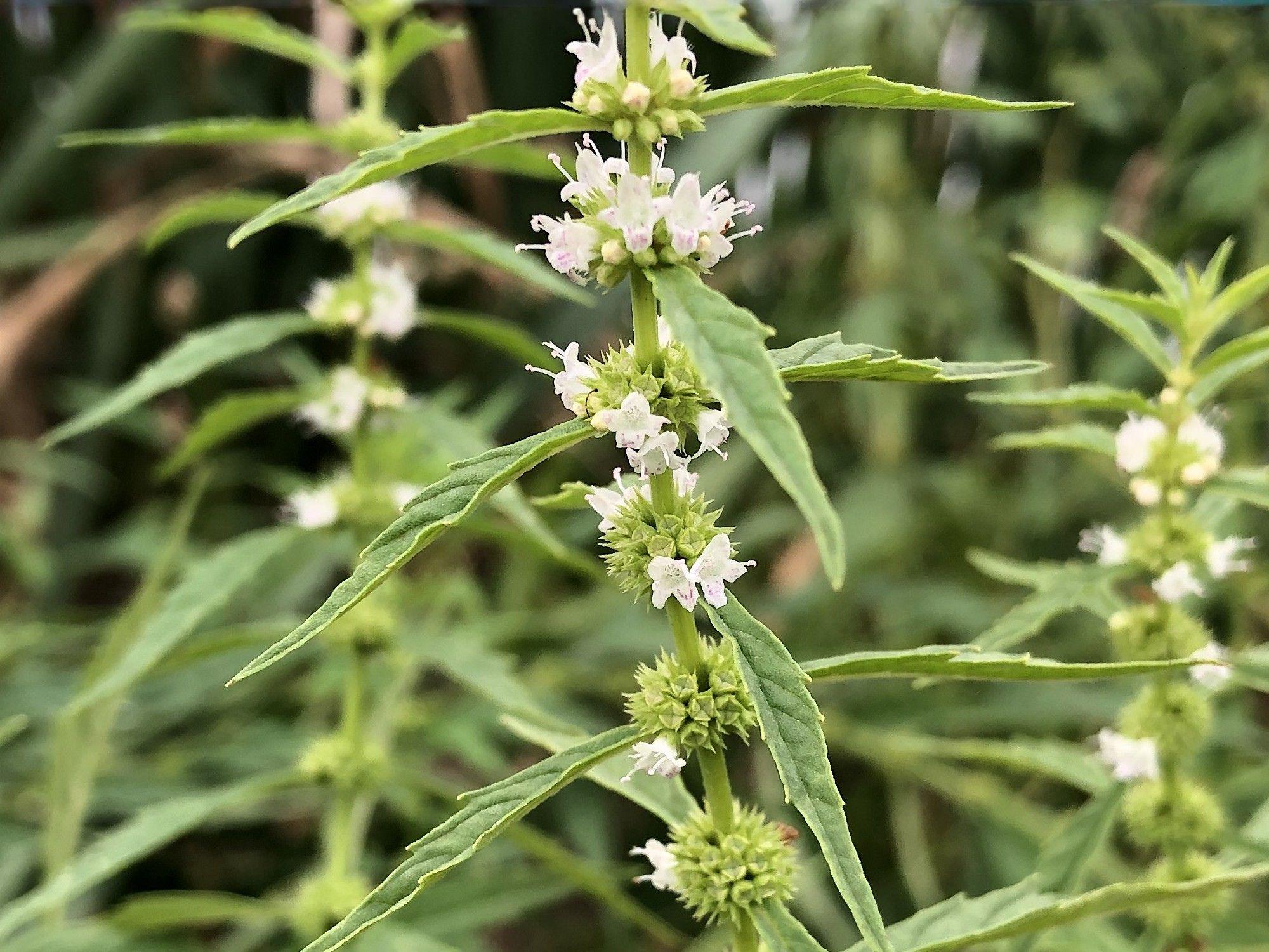Lycopus americanus Seeds – Native American Bugleweed Water Horehound for Wetlands, Rain Gardens & Pollinator Habitat — 500 Seeds