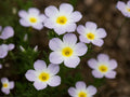 Linanthus Grandiflorus Wildflower Seeds – Mountain Phlox Blue Purple Annual Pollinator Flower for Gardens