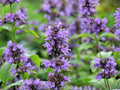 Agastache foeniculum Seeds – Anise Hyssop Licorice Mint Blue Giant Hyssop Pollinator Herb, Drought Tolerant Perennial