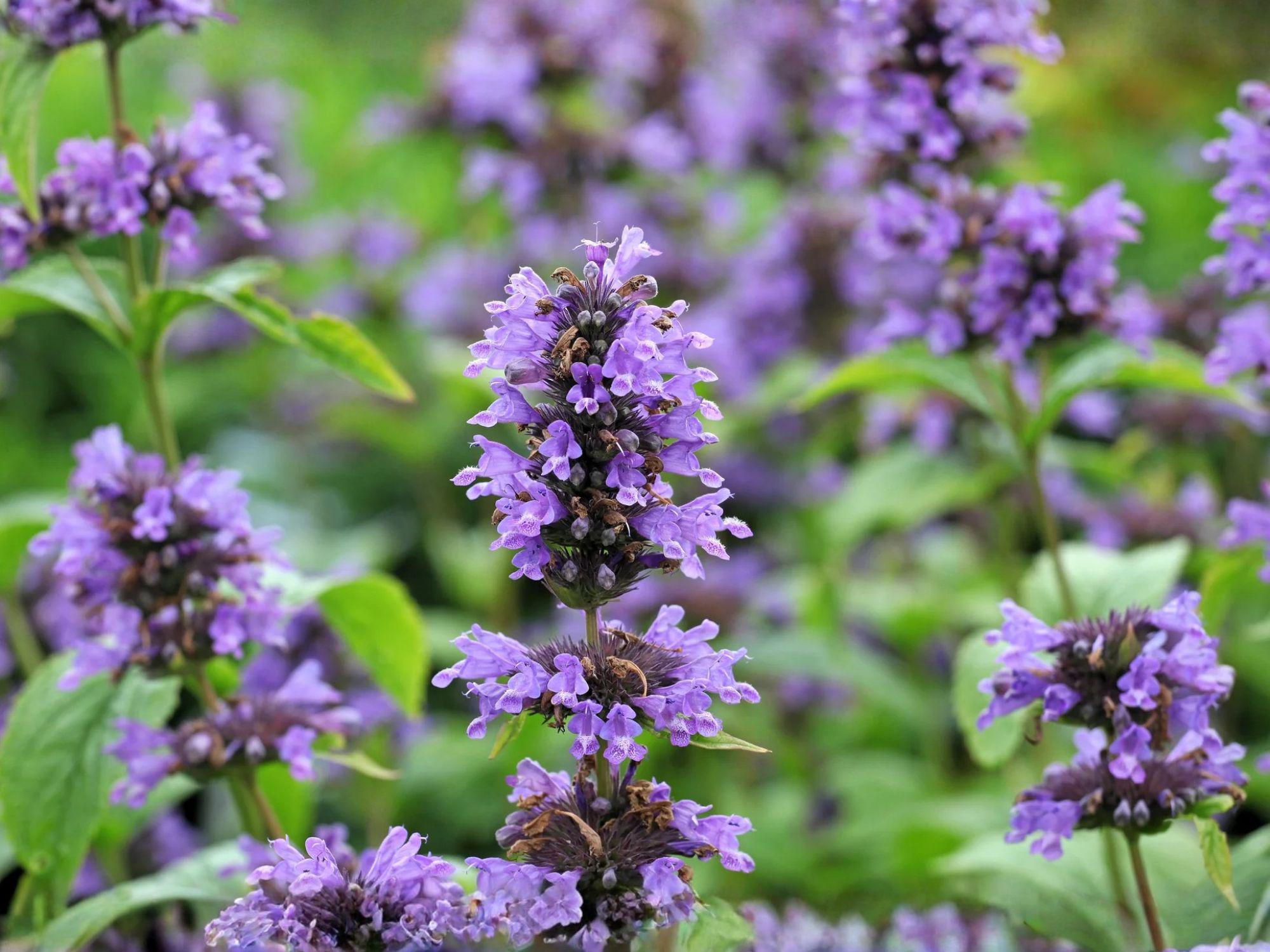 Agastache foeniculum Seeds – Anise Hyssop Licorice Mint Blue Giant Hyssop Pollinator Herb, Drought Tolerant Perennial