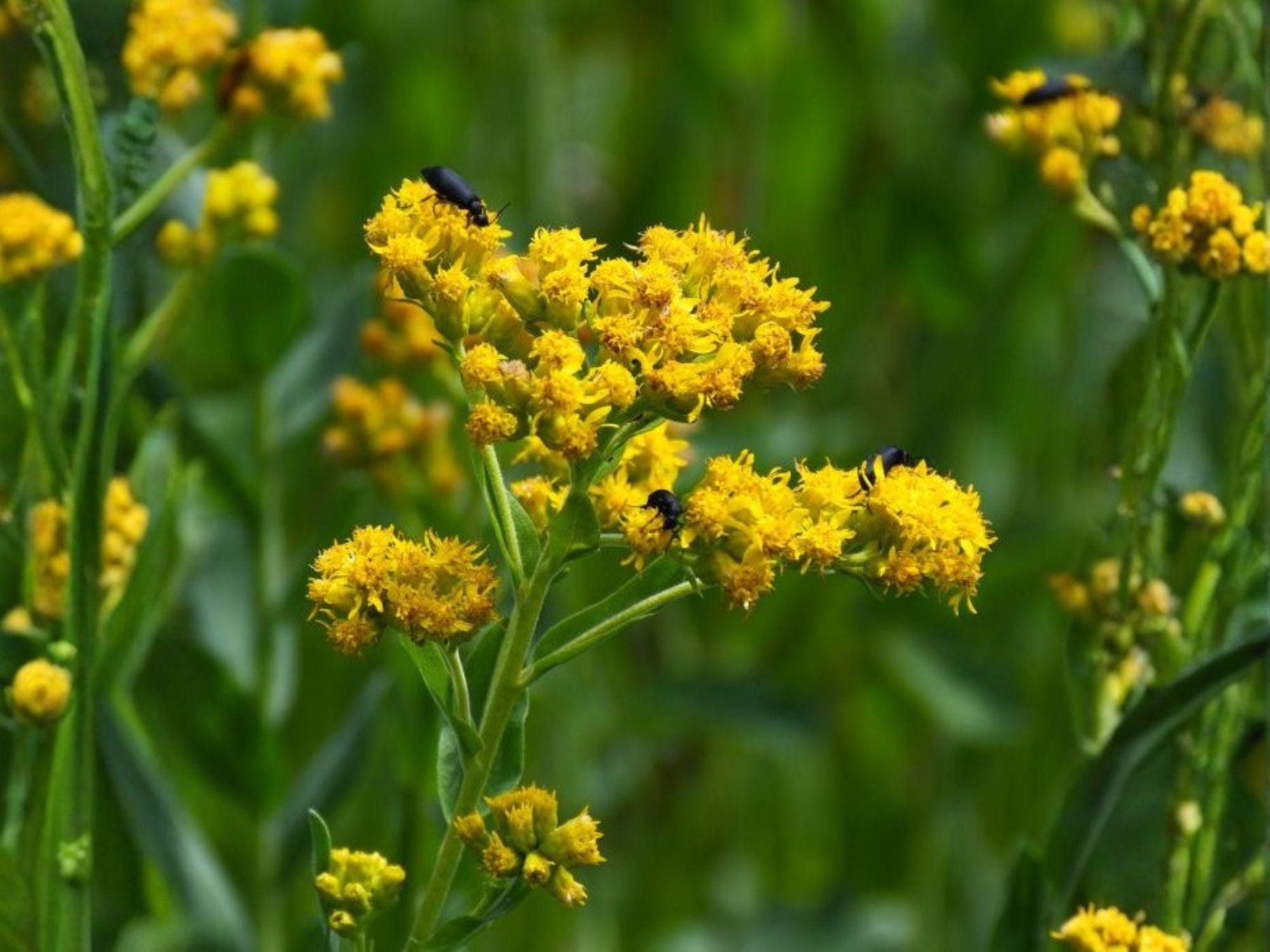 Solidago rigida Seeds – Native Prairie Wildflower – Drought-Tolerant Perennial for Pollinator Gardens and Fall Color
