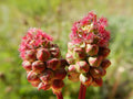 Sanguisorba Minor Seeds – Small Burnet Herb for Edible Gardens, Drought Tolerant Perennial, Herb and Salad Plant