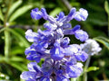 Salvia farinacea Seeds – Blue Sage, Mealycup Sage, Pollinator Flower – Long Blooming Blue/Violet Blooms