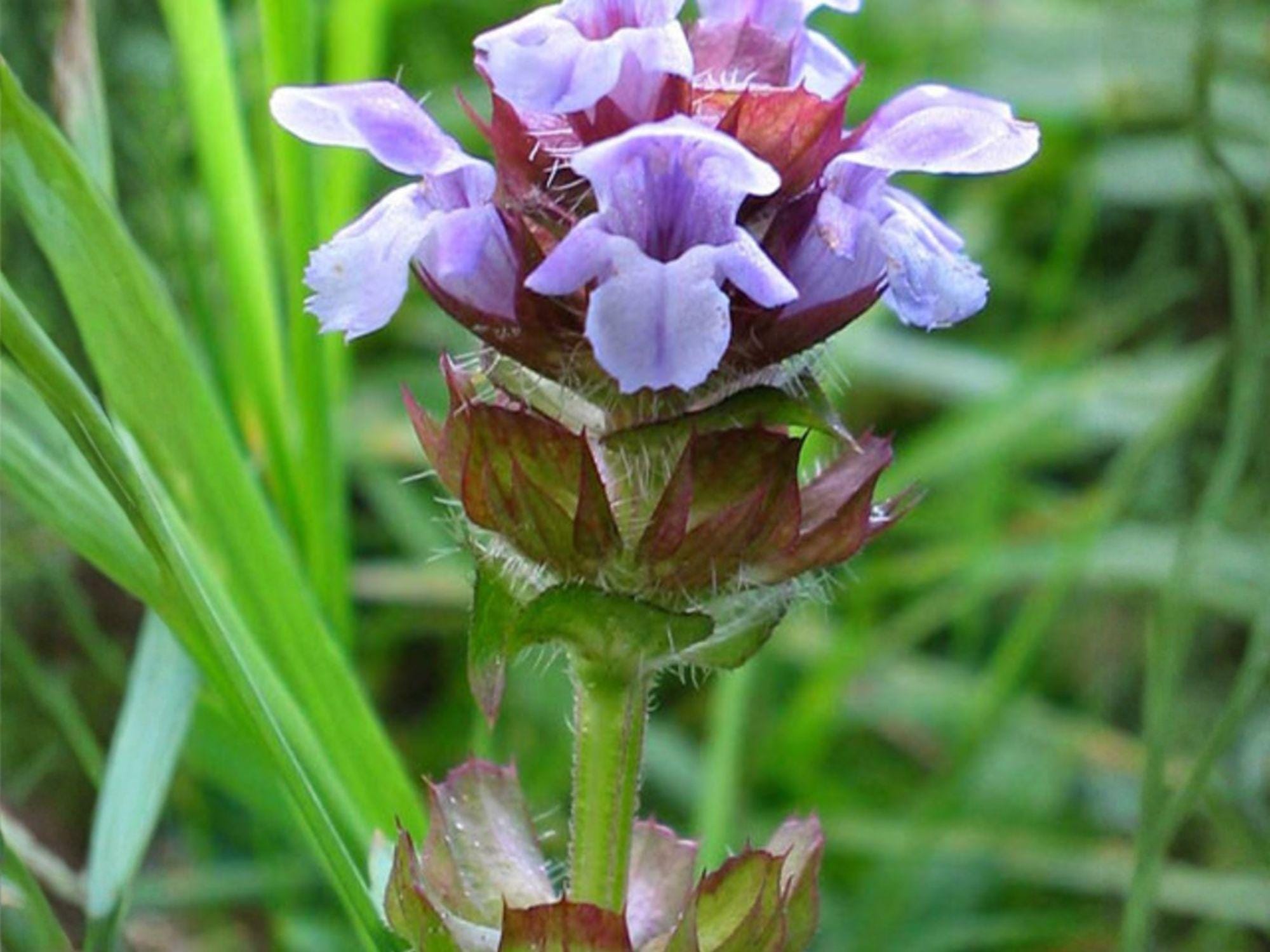 Prunella Vulgaris Seeds – Heal All Self-Heal Native Perennial Groundcover with Purple Flowers for Pollinator Gardens