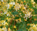Hall's Honeysuckle Live Plant - Lonicera japonica White Yellow Fragrant Vine - Climbing or Ground Cover