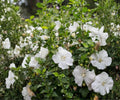 White Rose of Sharon Live Plant - 6" to 1' Hibiscus syriacus Althea Shrub for Garden Borders and Hedges
