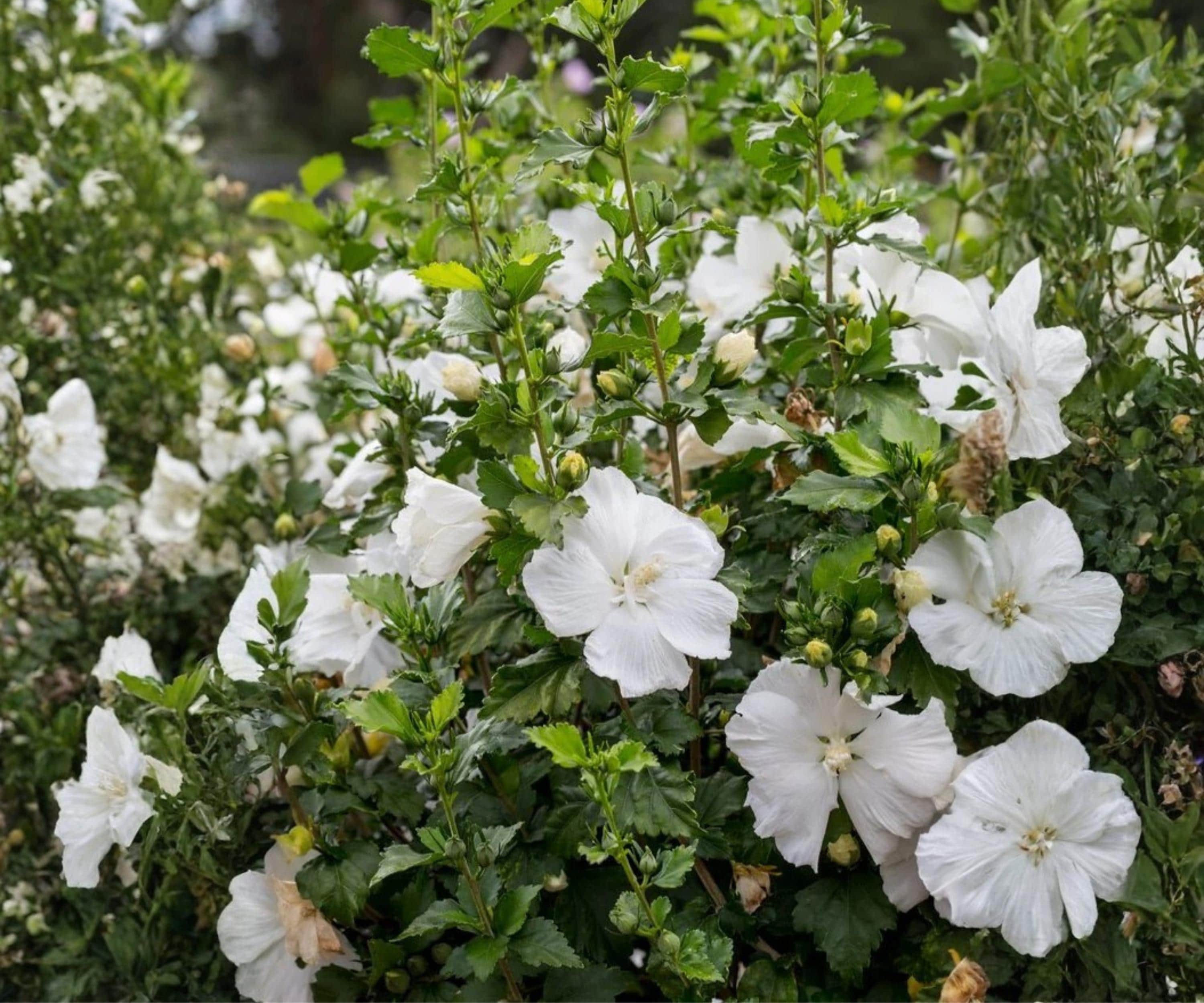 White Rose of Sharon Live Plant - 6" to 1' Hibiscus syriacus Althea Shrub for Garden Borders and Hedges