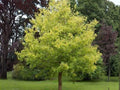 Boxelder Maple Seeds – Acer negundo Saplings for Shade, Windbreak & Reforestation, Hardy Fast-Growing Tree Seeds