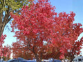 Amur Maple Seeds, Acer ginnala, Hardy Dwarf Tree, Bright Red Fall Color, Ornamental Shrub, Bonsai, Small Landscape Plant