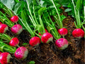Cherry Belle Radish Seeds – 100 Non-GMO Round Red Garden Radish Seeds for Salads and Garnish