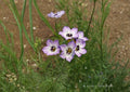 Gilia Tricolor Bird's Eyes Flower Seeds – Wildflower Mix for Gardens, Pollinator Attracting, 1000 Seeds