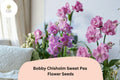 Bobby Chisholm Sweet Pea Seeds 50+ | Pink Fragrant Climbing Flower | Lathyrus odoratus Garden Vine