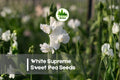 White Supreme Sweet Pea Seeds – Climbing Fragrant Flower, 50 Seeds, Lathyrus odoratus, White Blooms, Cool-Season, Garden & Cut Flowers