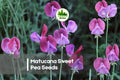Matucana Sweet Pea Seeds – 50 Fragrant Climbing Vines with Purple & Magenta Bi-Color Blooms, Lathyrus odoratus