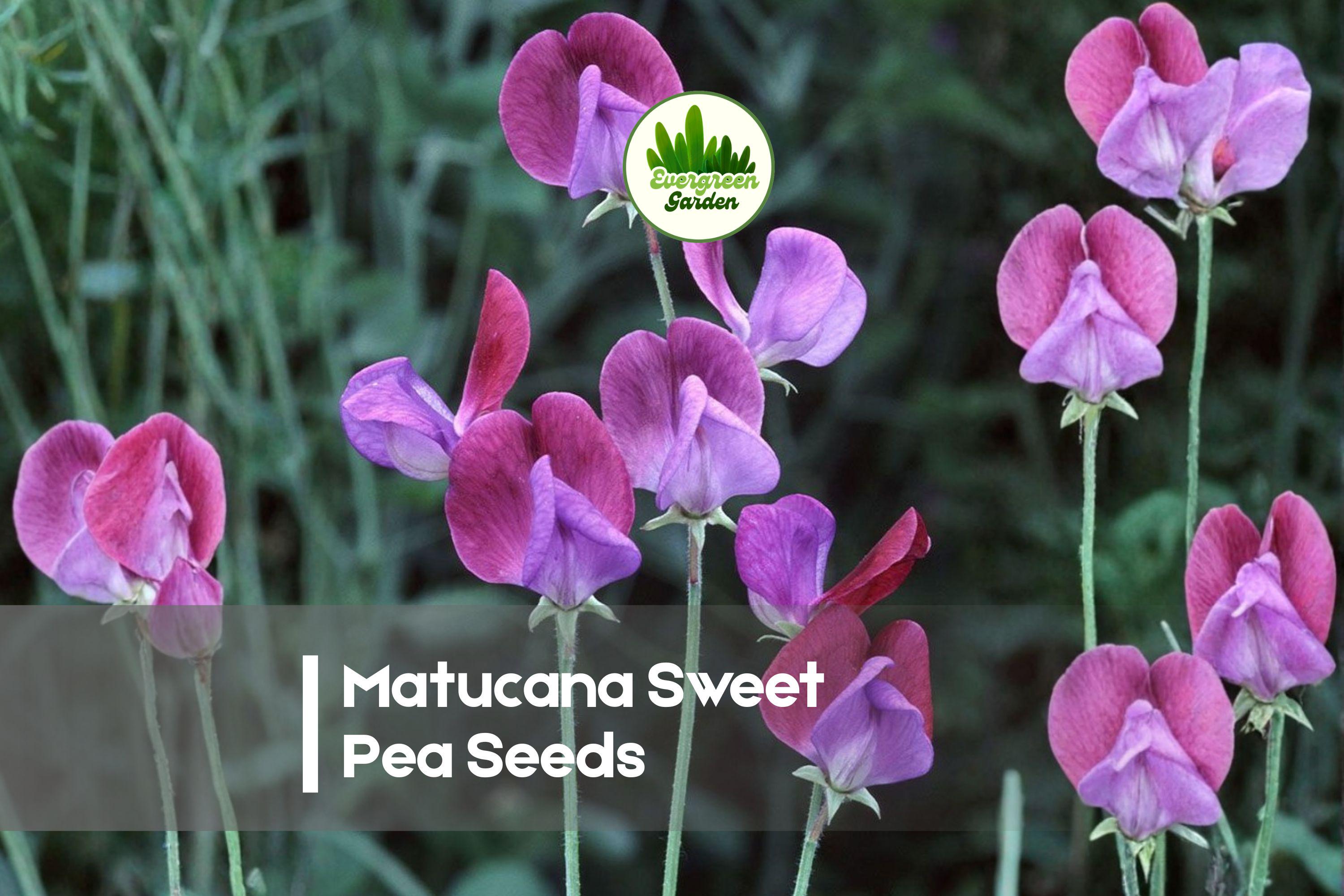 Matucana Sweet Pea Seeds – 50 Fragrant Climbing Vines with Purple & Magenta Bi-Color Blooms, Lathyrus odoratus