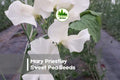Mary Priestley Sweet Pea Seeds – Deep Rose Pink Fragrant Climbing Vine, Lathyrus odoratus, 50 Seeds for Trellises & Cut Flowers
