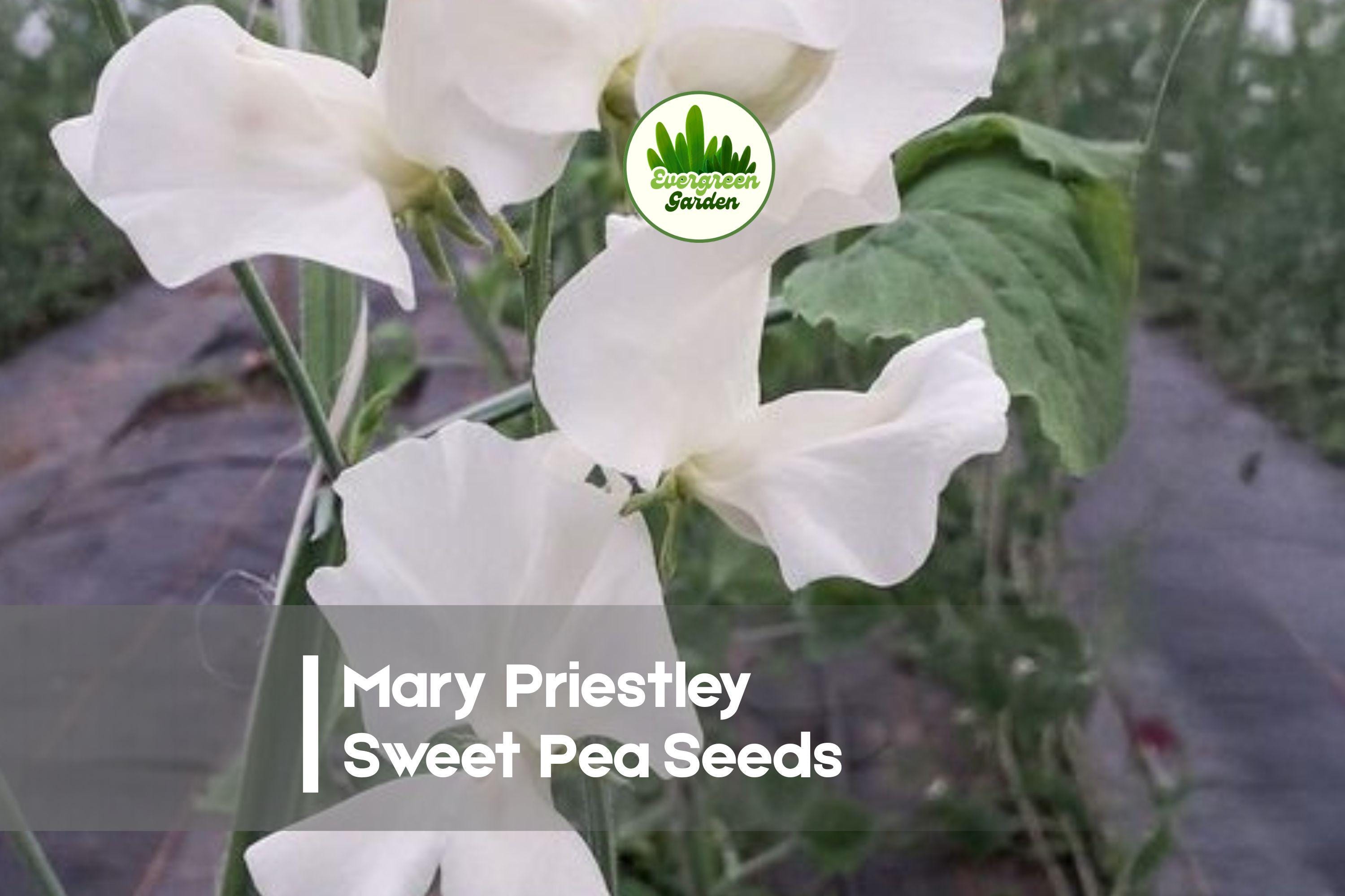 Mary Priestley Sweet Pea Seeds – Deep Rose Pink Fragrant Climbing Vine, Lathyrus odoratus, 50 Seeds for Trellises & Cut Flowers