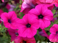 Shanin Wild Petunia Seeds - Heirloom Non-GMO Flower Seeds for Garden, Pollinator-Friendly, Petunia violacea