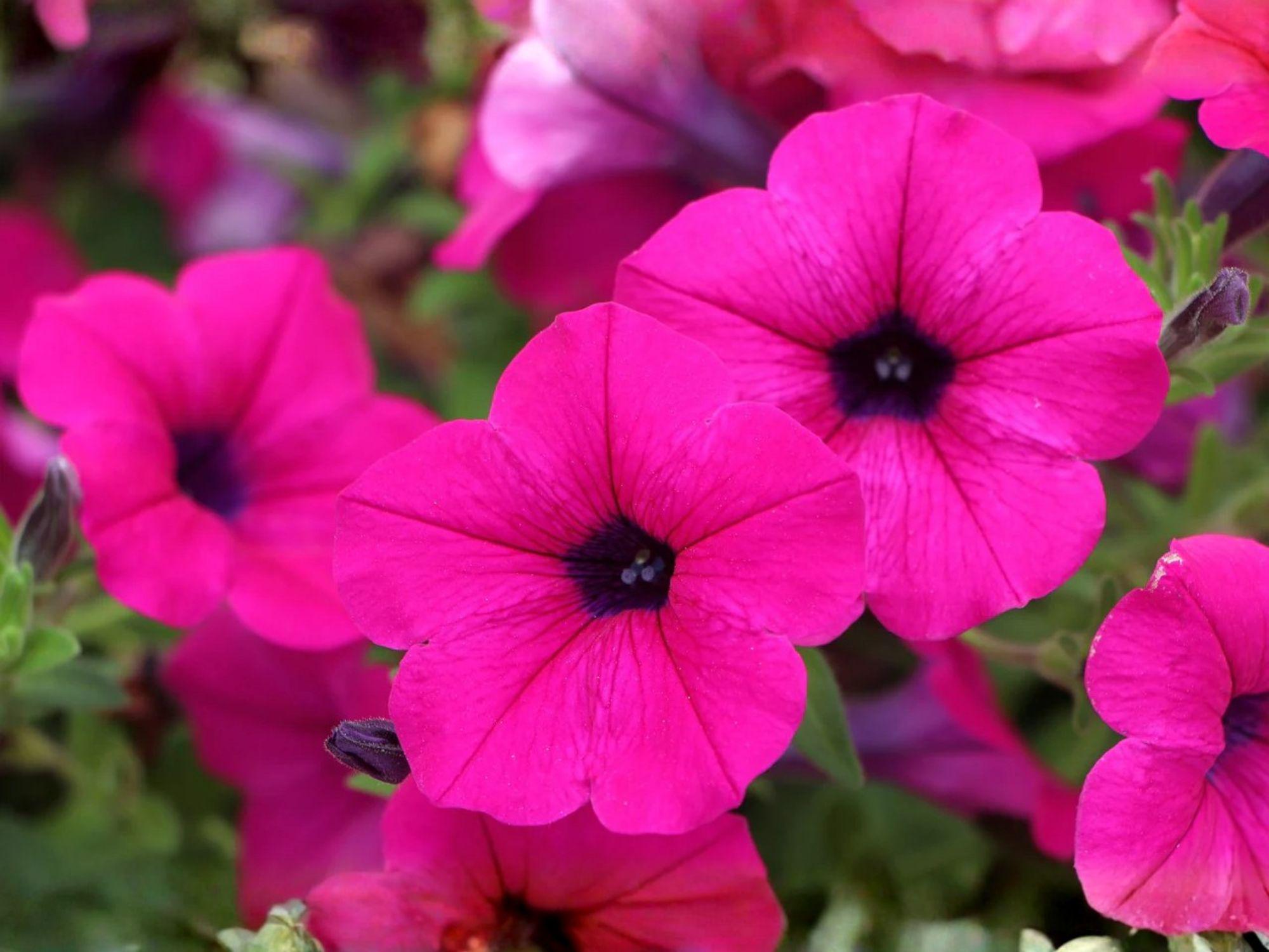 Shanin Wild Petunia Seeds - Heirloom Non-GMO Flower Seeds for Garden, Pollinator-Friendly, Petunia violacea