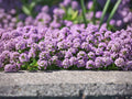 Creeping Thyme Seeds, Heirloom Non-GMO Ground Cover, Pollinator Garden Herb, Thymus serpyllum, Low-Growing Fragrant Herb