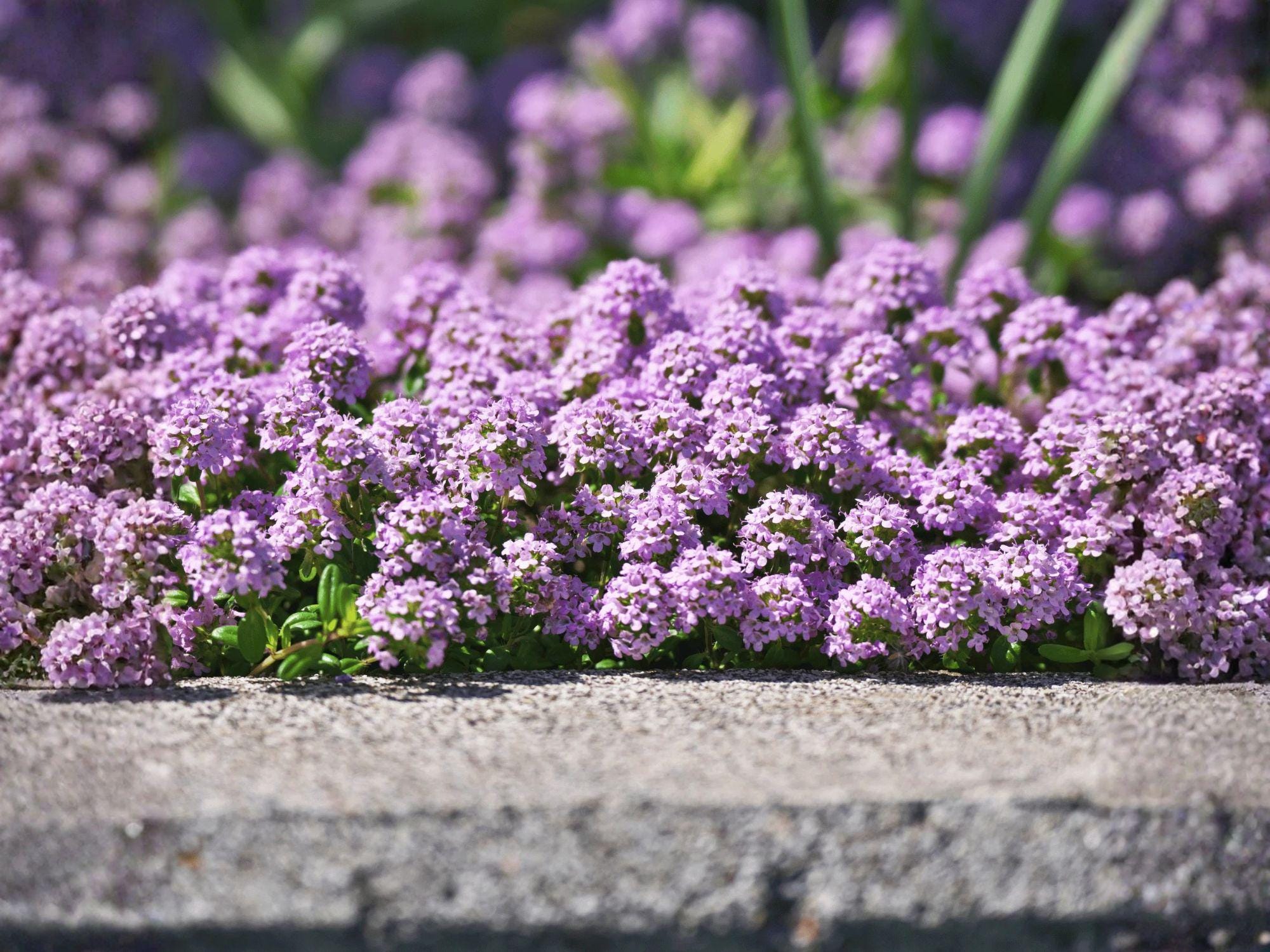 Creeping Thyme Seeds, Heirloom Non-GMO Ground Cover, Pollinator Garden Herb, Thymus serpyllum, Low-Growing Fragrant Herb