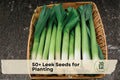 50+ Leek Seeds for Planting, Allium ampeloprasum var. porrum, Vegetable Seeds for Home Gardens & Kitchen Use