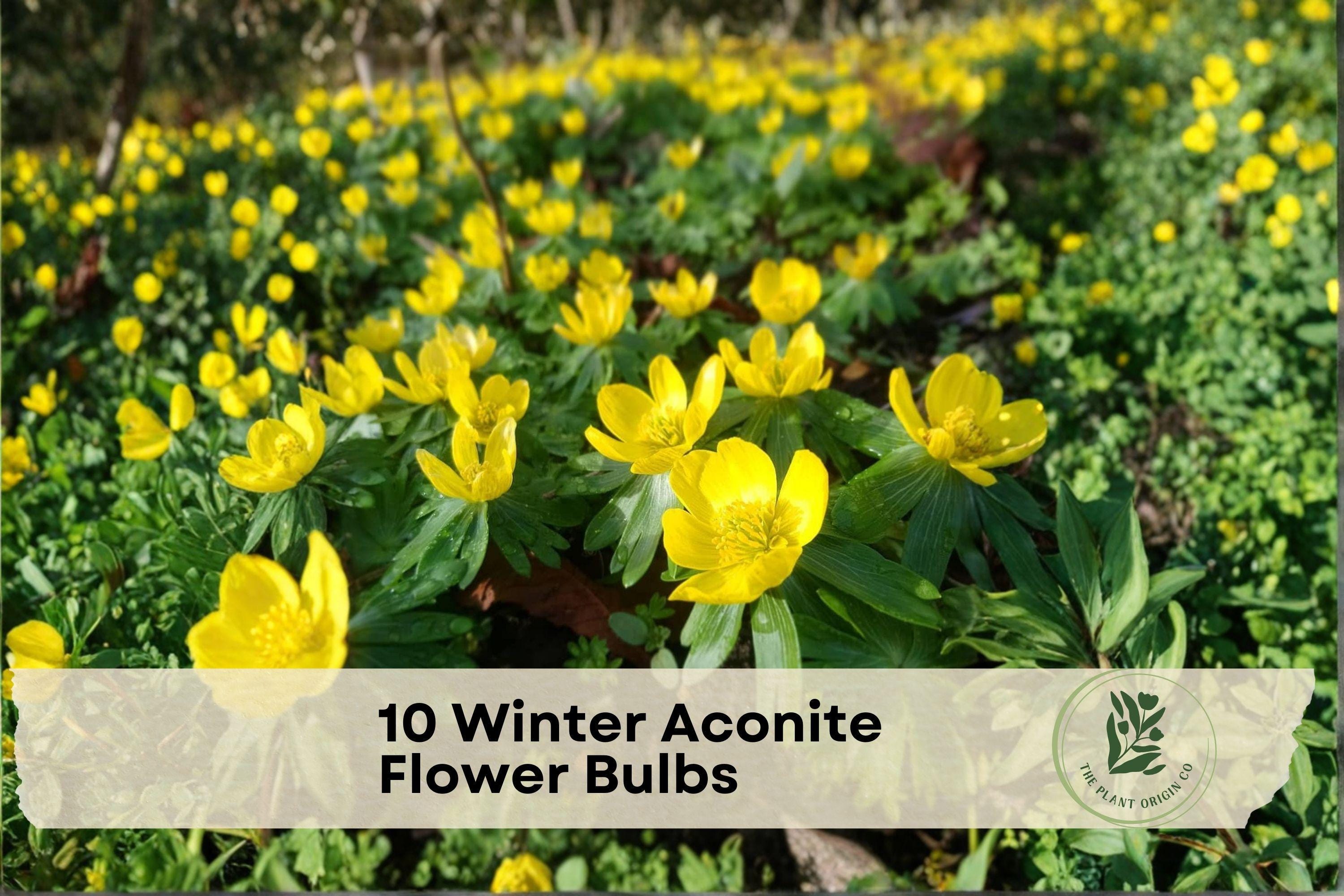 Winter Aconite Flower Bulbs - 10 Bright Yellow Eranthis cilicica for Early Spring Garden Borders & Woodland Landscapes
