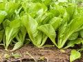 Komatsuna Tendergreen Mustard Spinach Seeds – 500 Japanese Green Vegetables, Fast Growing Brassica rapa var. perviridis