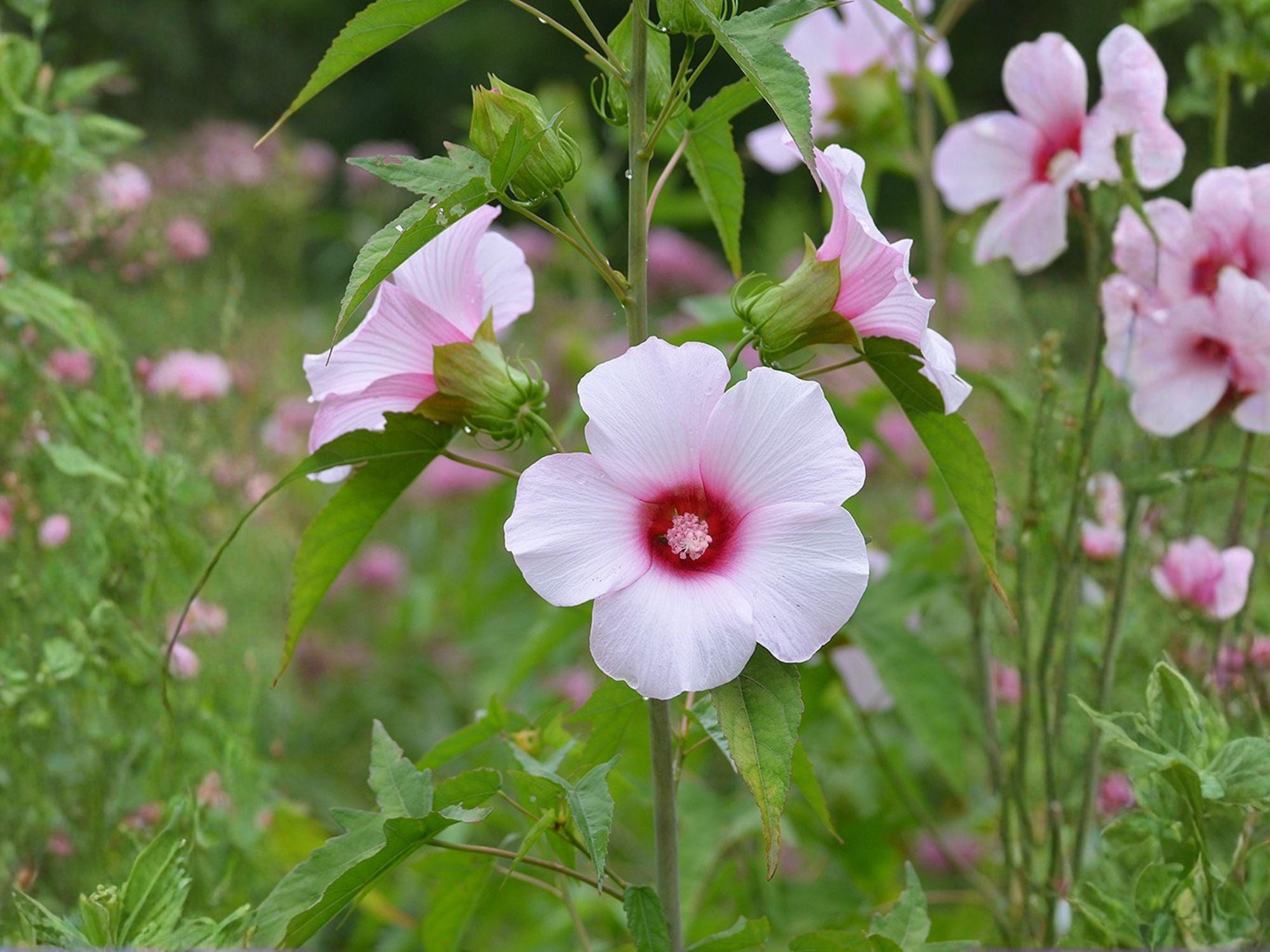 Rose Mallow Seeds - Heirloom Non-GMO Flower Seeds for Pollinator Gardens, Hibiscus militaris