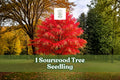 Sourwood Tree Seedling, Native Ornamental Landscape Tree, Oxydendrum arboreum, Live Plant for Garden, Yard, and Native Plantings