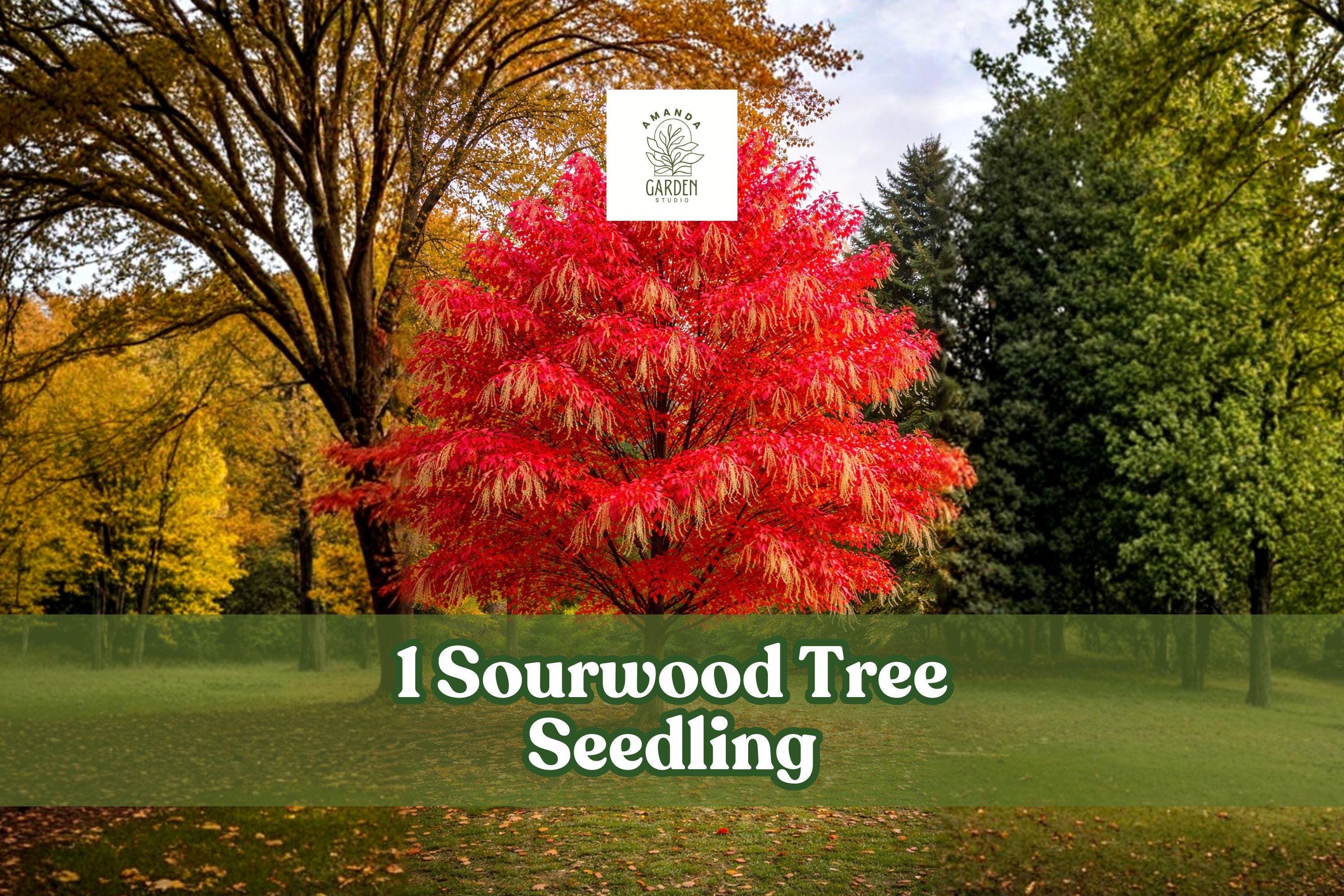 Sourwood Tree Seedling, Native Ornamental Landscape Tree, Oxydendrum arboreum, Live Plant for Garden, Yard, and Native Plantings