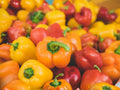 Yolo Wonder Bell Pepper Seeds – 25 Improved Sweet Green Bell Peppers for Slicing, Stuffing, Grilling, and Roasting