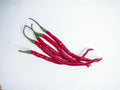Red Long Cayenne Pepper Seeds – Heirloom Hot Chili Vegetable Garden, 25 Seeds, Capsicum annuum, Spicy Hot Peppers for Drying & Cooking