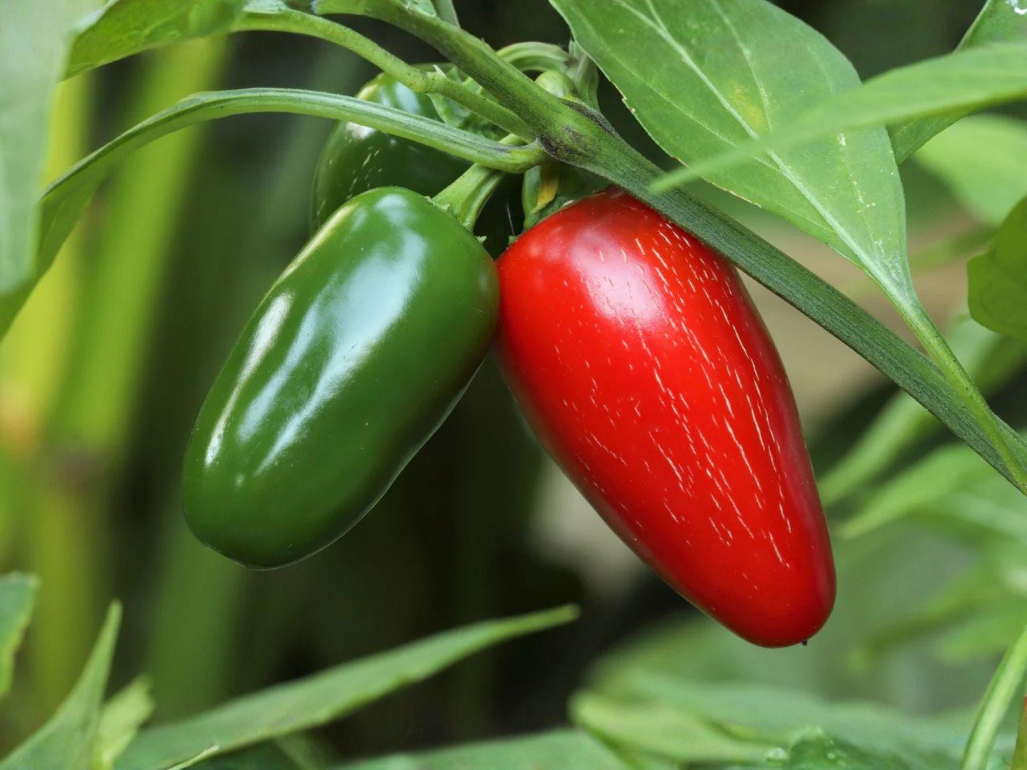 Early Jalapeno Pepper Seeds – 25 Hot Chili Garden Seeds for Salsa, Pickling, and Container Gardening – Medium Heat, 3-4 Inch Fruits