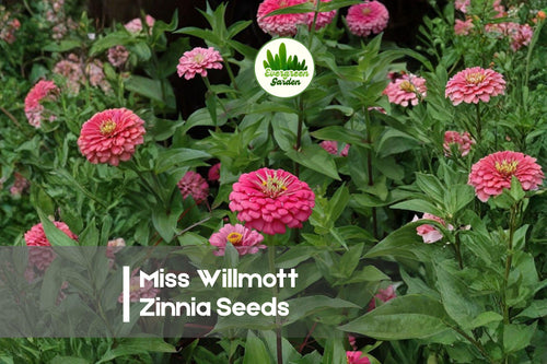 100 Miss Willmott Zinnia Seeds – Pink Zinnia elegans for Garden Borders, Pollinator Gardens, Cut Flowers, Annual Wildflower Planting