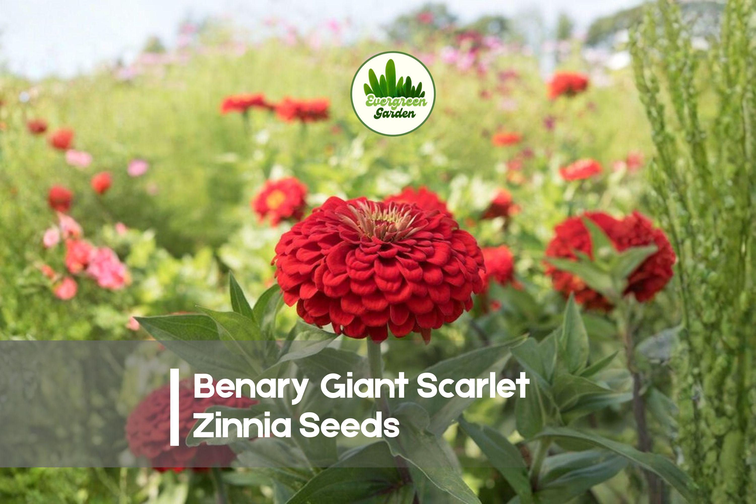 100 Benary Giant Scarlet Zinnia Seeds – Vibrant Scarlet Red, Annual Flower, Zinnia elegans, Pollinator & Cut Flower Garden Seeds